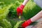 Photo of gloved woman hands with tool removing weed from soil