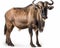 photo of gnu Connochaetes isolated on white background. Generative AI