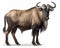 photo of gnu Connochaetes isolated on white background. Generative AI