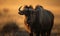 Photo of gnu Connochaetes standing tall and regal in the sweeping savannah of Africa with the warm golden light of sunset casting