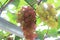 photo grapes or Vitis vinifera L.