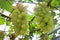 photo grapes or Vitis vinifera L.