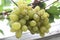 photo grapes or Vitis vinifera L.