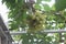 photo grapes or Vitis vinifera L