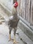 Photo of gray hairy gallus gallus domesticus