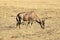 A photo of a grazing tsessebe antelope.