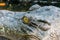 Photo of green crocodile eye in the pond at the mini zoo crocodile farm