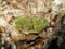 photo of green dwarf mushroom with unique veinsï¿¼