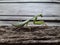 Photo of Green Grasshopper Praying Mantis on Wood Perfect for Education, Background, Wallpaper etc.