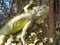 The photo of the green iguana