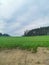 Photo of green meadow, trees and the edge of visible clay