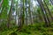 Photo of green misty thick Carpathian forest at summer day in mountains