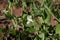 Photo of green pea flowers on a sprout. The theme of seasonal planting, gardening