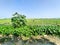 Photo of a green soybean garden.