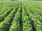 A photo of green soybean plants forming leading lines