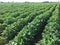 A photo of green soybean plants rows