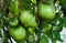 Photo with green tomatoes ripening in the greenhouse on the bushes