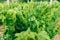 Photo of green vineyard branches with fresh vine leaves