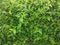 Photo of greenery in the garden. earring plant or fierce cat Acalypha indica
