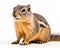 photo of ground squirrel isolated on white background. Generative AI