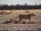 Photo of a group of lions