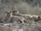 Photo of a group of lions