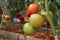 Photo of group of tomato hanging on tomato tree in plantation.