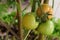 Photo of group of tomato hanging on tomato tree in plantation.