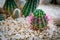 Photo growing in the stones of cacti. Place for your text