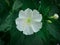 A photo of a growing white mirabilis flower