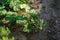 photo of a growing zucchini bush, top view