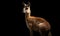 photo of guanaco Lama guanicoe on black background. Generative AI