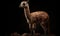 photo of guanaco Lama guanicoe on black background. Generative AI