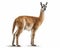 photo of guanaco Lama guanicoe isolated on white background. Generative AI