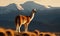 Photo of guanaco Lama guanicoe standing majestically on windswept Andean plateau with snow-capped mountains & clear blue sky in