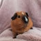 A photo of a guinea pig