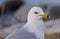 Photo of a gull looking for food on a shore