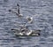 Photo of the gull\'s fight in the lake for the food