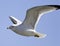 photo of the gull\'s flight