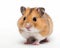 photo of hamster isolated on white background. Generative AI