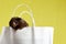 In the photo, a hamster on a paper bag, the concept of sales, purchases, stores