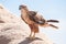 Photo of hawk living in the desert