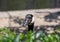 Photo of A head of a Canada goose  peeping out from behind green bushes on a blurry  background. The weather is sunny in a zoo