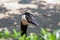 Photo of a head of a Canada goose  peeping out on the left side from behind green bushes on a blurry  background.. The weather is