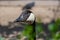 Photo of a head of a Canada goose  peeping out on the right side from behind green bushes on a blurry  background.. The weather is