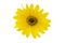 Photo of the head of Sunflower flower also known as Helianthus L isolated over white background