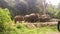 Photo herd of elephants