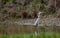 photo of heron ... young herons are white in color, becoming adults these birds change the colors of the suit.
