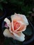 This photo is home gardening rose flower.