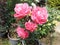 This photo is home gardening Rose flower.